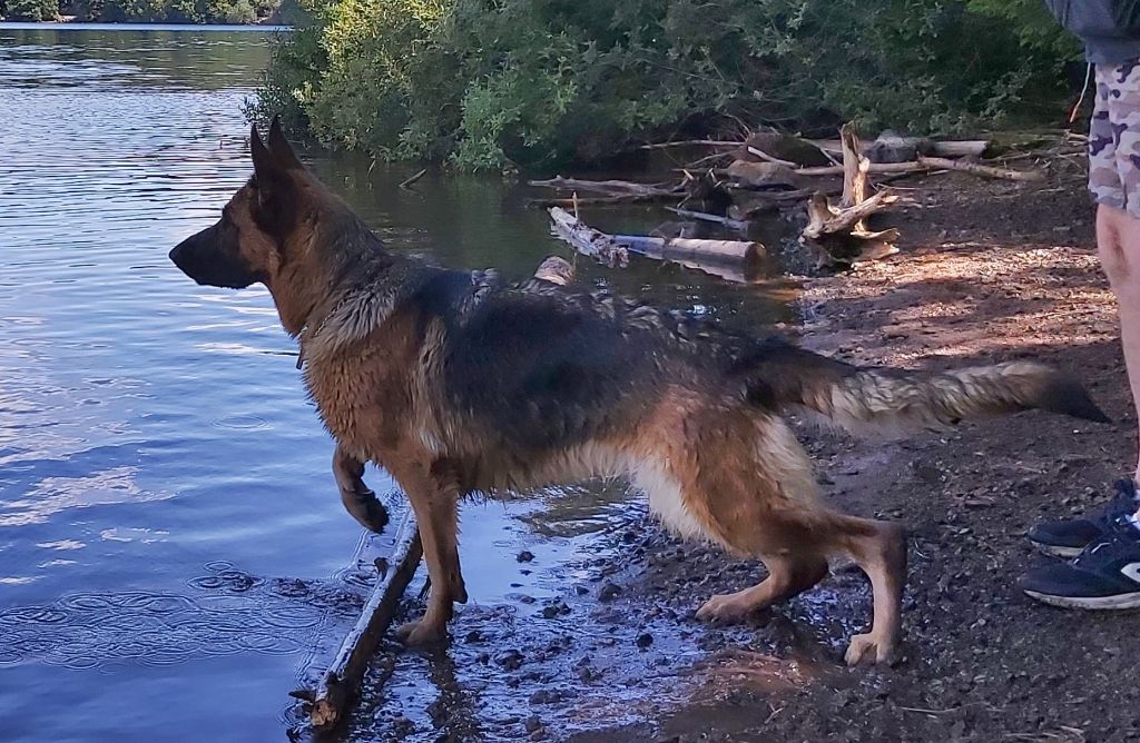 Romy des Loups de la Grande Bastide