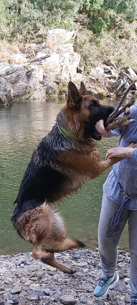 Romy des Loups de la Grande Bastide