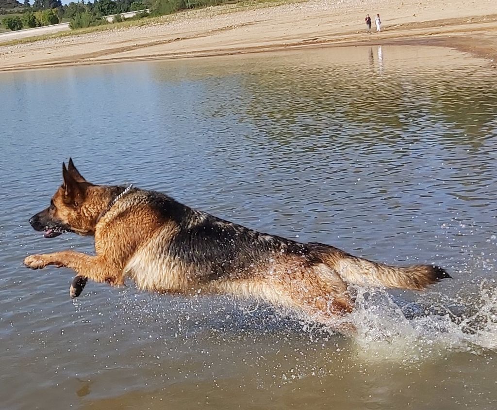 Romy des Loups de la Grande Bastide