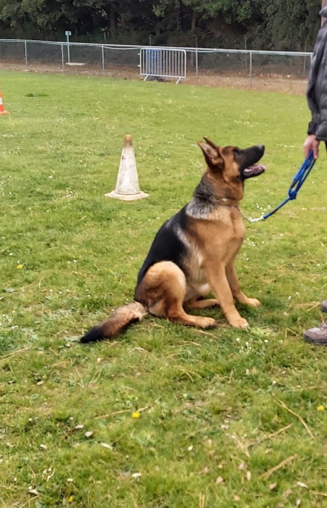 Romy des Loups de la Grande Bastide