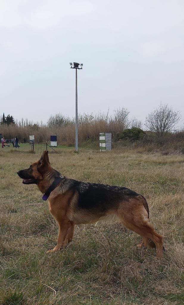 Romy des Loups de la Grande Bastide