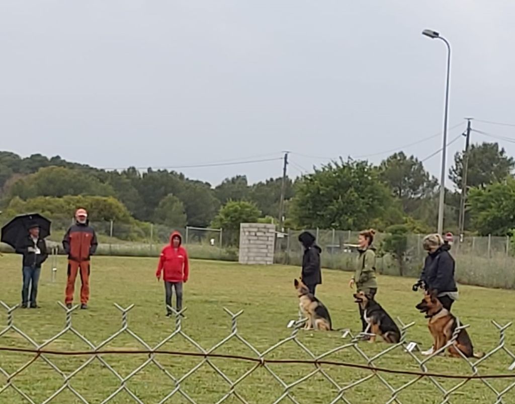 Romy des Loups de la Grande Bastide