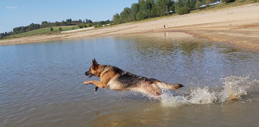 Romy des Loups de la Grande Bastide